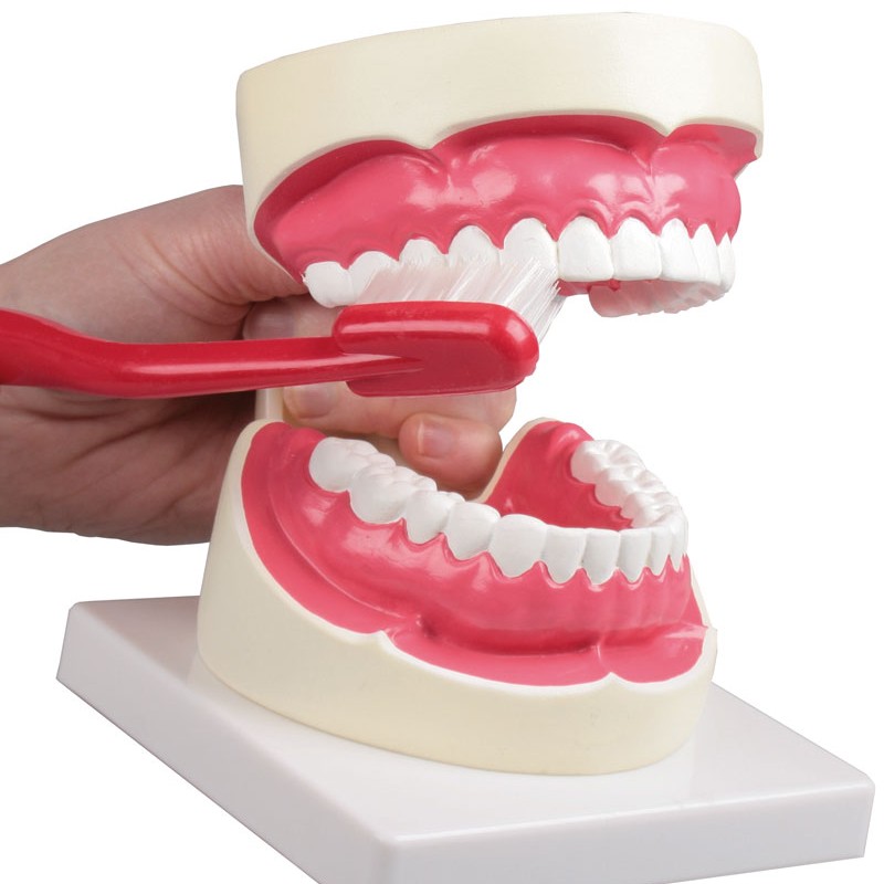 holding the Erler Zimmer Oral Hygiene Dental Model d217